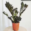 Zamiokulkas zamiolistny czarny (Zamioculcas zamiifolia ‘Dowon Raven’) 40-45cm