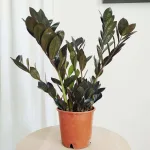 Zamiokulkas zamiolistny czarny (Zamioculcas zamiifolia 'Dowon Raven') 45cm