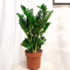Zamiokulkas okrągłolistny (Zamioculcas zamiifolia ‘Midori’) 60-65cm