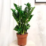 Zamiokulkas okrągłolistny (Zamioculcas zamiifolia 'Midori') 60cm