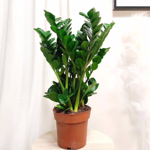 Zamiokulkas okrągłolistny (Zamioculcas zamiifolia 'Midori') 60cm