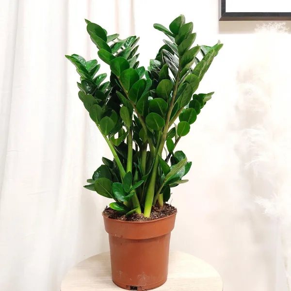 Zamiokulkas okrągłolistny (Zamioculcas zamiifolia 'Midori') 60cm