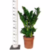 Zamiokulkas okrągłolistny (Zamioculcas zamiifolia ‘Midori’) 60-65cm
