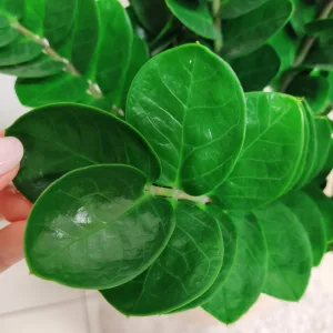 Zamiokulkas okrągłolistny (Zamioculcas zamiifolia 'Midori') 60cm