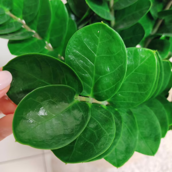 Zamiokulkas okrągłolistny (Zamioculcas zamiifolia 'Midori') 60-65cm