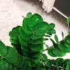 Zamiokulkas okrągłolistny (Zamioculcas zamiifolia ‘Midori’) 60-65cm
