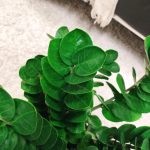 Zamiokulkas okrągłolistny (Zamioculcas zamiifolia 'Midori') 60cm