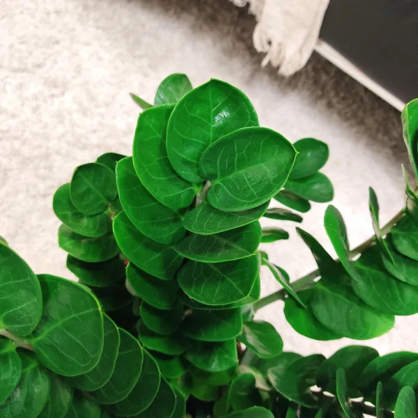 Zamiokulkas okrągłolistny (Zamioculcas zamiifolia 'Midori') 60cm