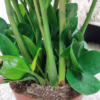 Zamiokulkas okrągłolistny (Zamioculcas zamiifolia ‘Midori’) 60-65cm