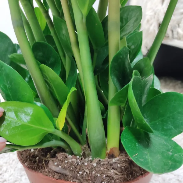 Zamiokulkas okrągłolistny (Zamioculcas zamiifolia 'Midori') 60cm