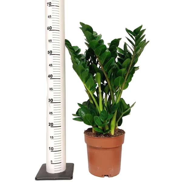 Zamiokulkas okrągłolistny (Zamioculcas zamiifolia 'Midori') 60cm