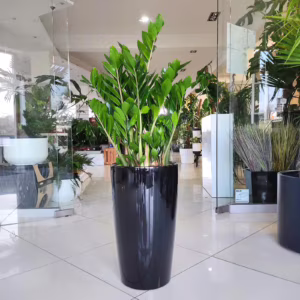 Zamiokulkas zamiolistny (Zamioculcas zamiifolia) 110cm