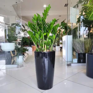 Zamiokulkas zamiolistny (Zamioculcas zamiifolia) 110cm