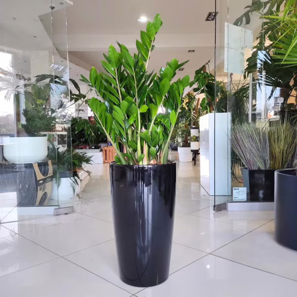 Zamiokulkas zamiolistny (Zamioculcas zamiifolia) 110-120cm