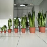 Sansewieria gwinejska (Sansevieria trifasciata 'Zelenica') 100cm