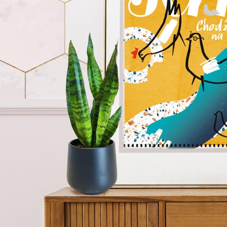 Sansewieria gwinejska (Sansevieria trifasciata 'Zelenica') 25cm