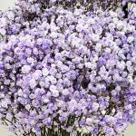 Gipsówka żywa gotowy bukiet fioletowy duży