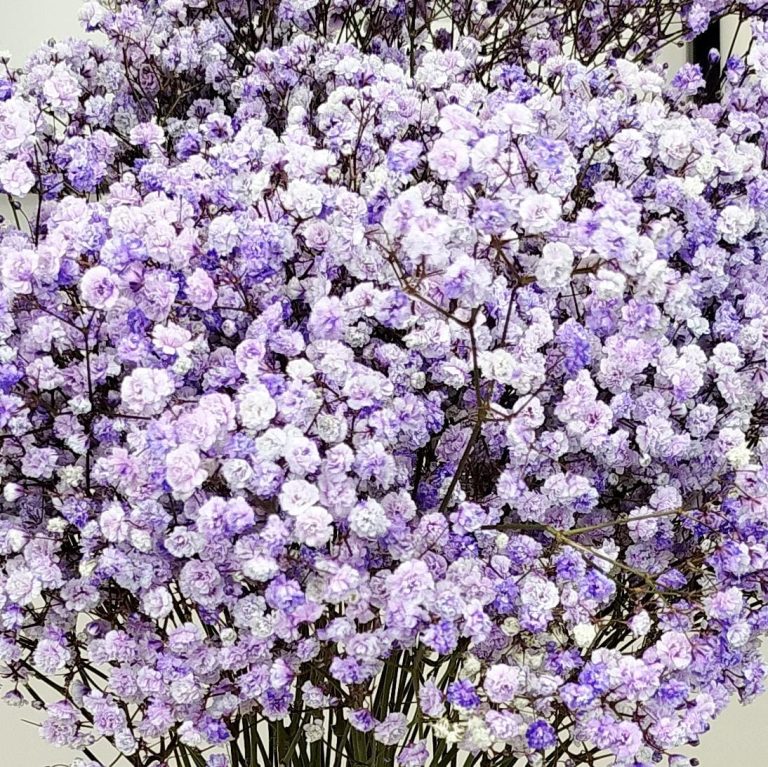 Gipsówka żywa gotowy bukiet fioletowy duży