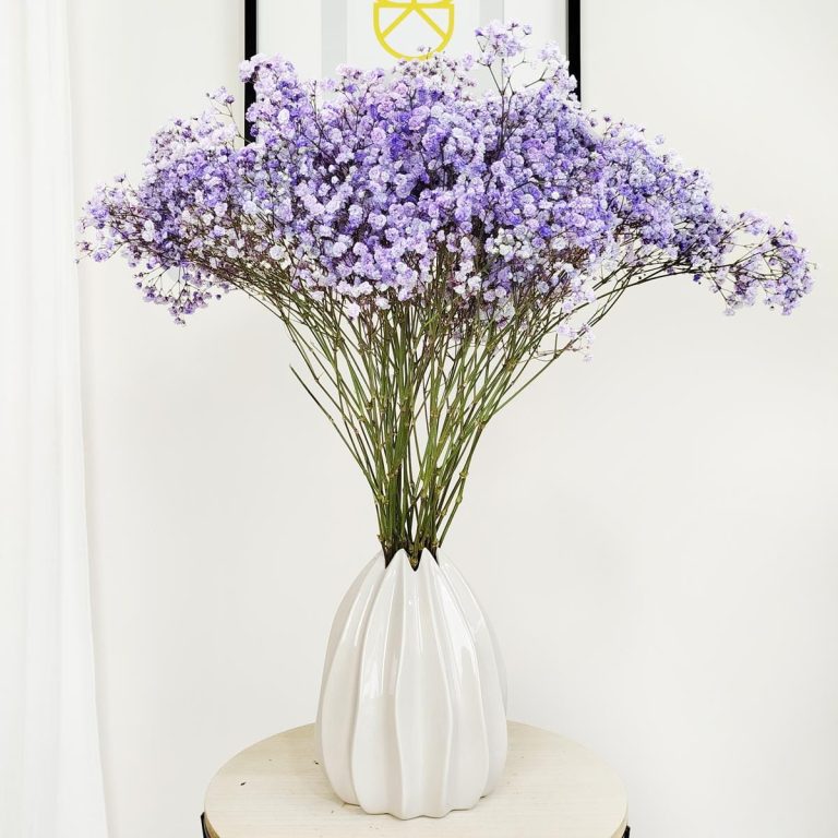 Gipsówka żywa gotowy bukiet fioletowy duży