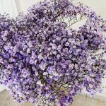 Gipsówka żywa gotowy bukiet fioletowy duży
