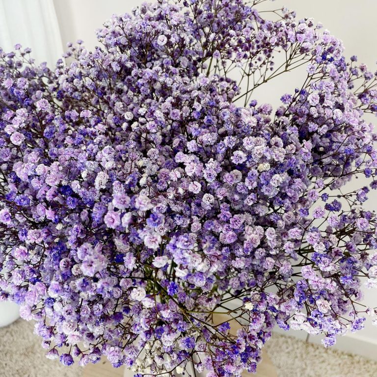 Gipsówka żywa gotowy bukiet fioletowy duży