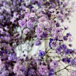 Gipsówka żywa gotowy bukiet fioletowy duży