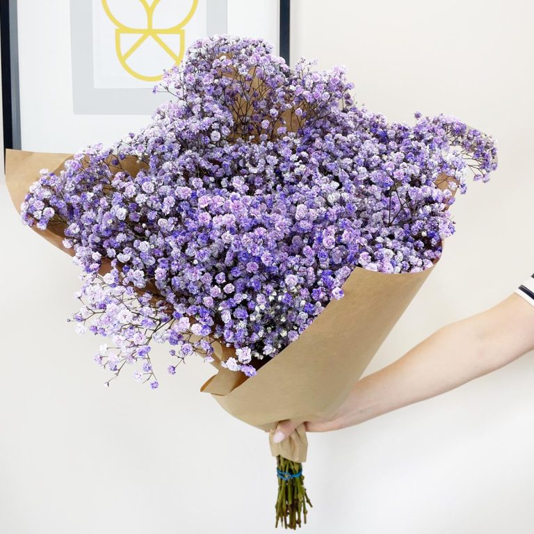 Gipsówka żywa gotowy bukiet fioletowy duży