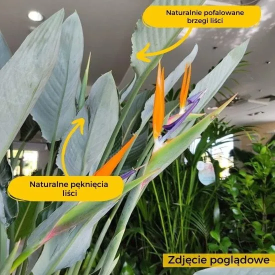 pęknięcia na liściach strelicji