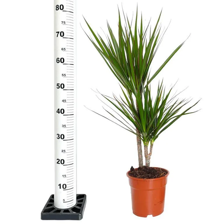 dracena bardzo ładna