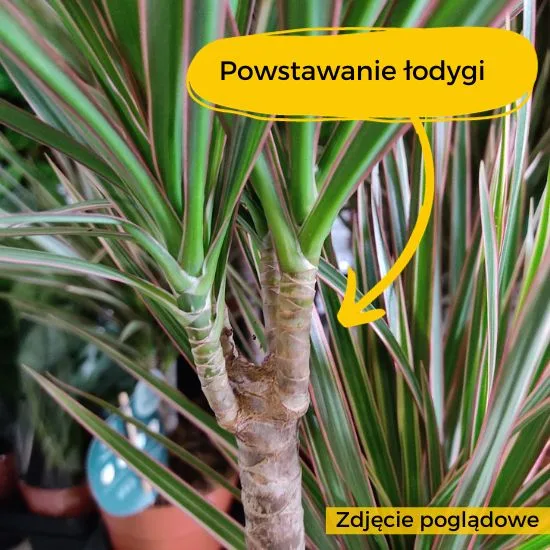 dracena jak rośnie