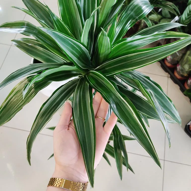 palmen zimmerpflanze dracena Dracaena marginata - Drachenbaum kaufen online