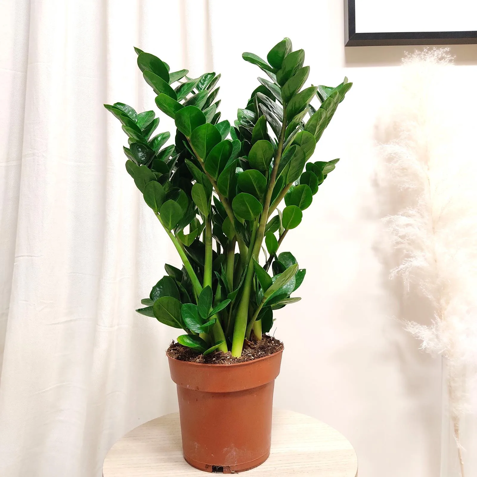 roślina do korytarza