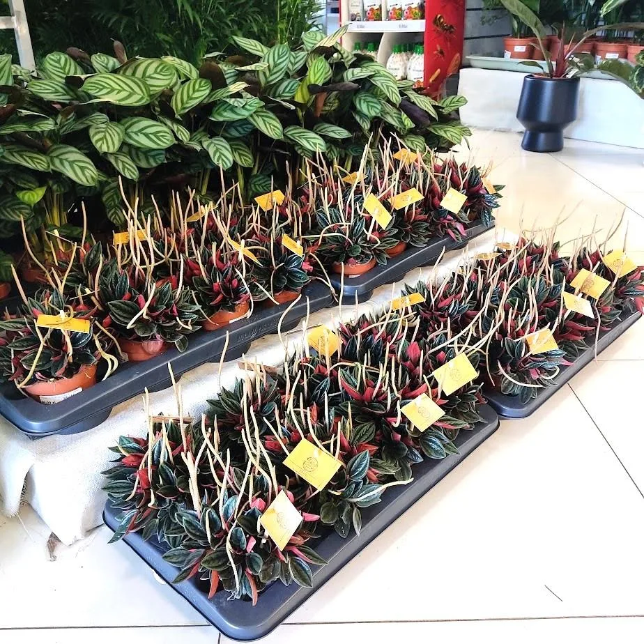 peperomia drobne czerwone liście