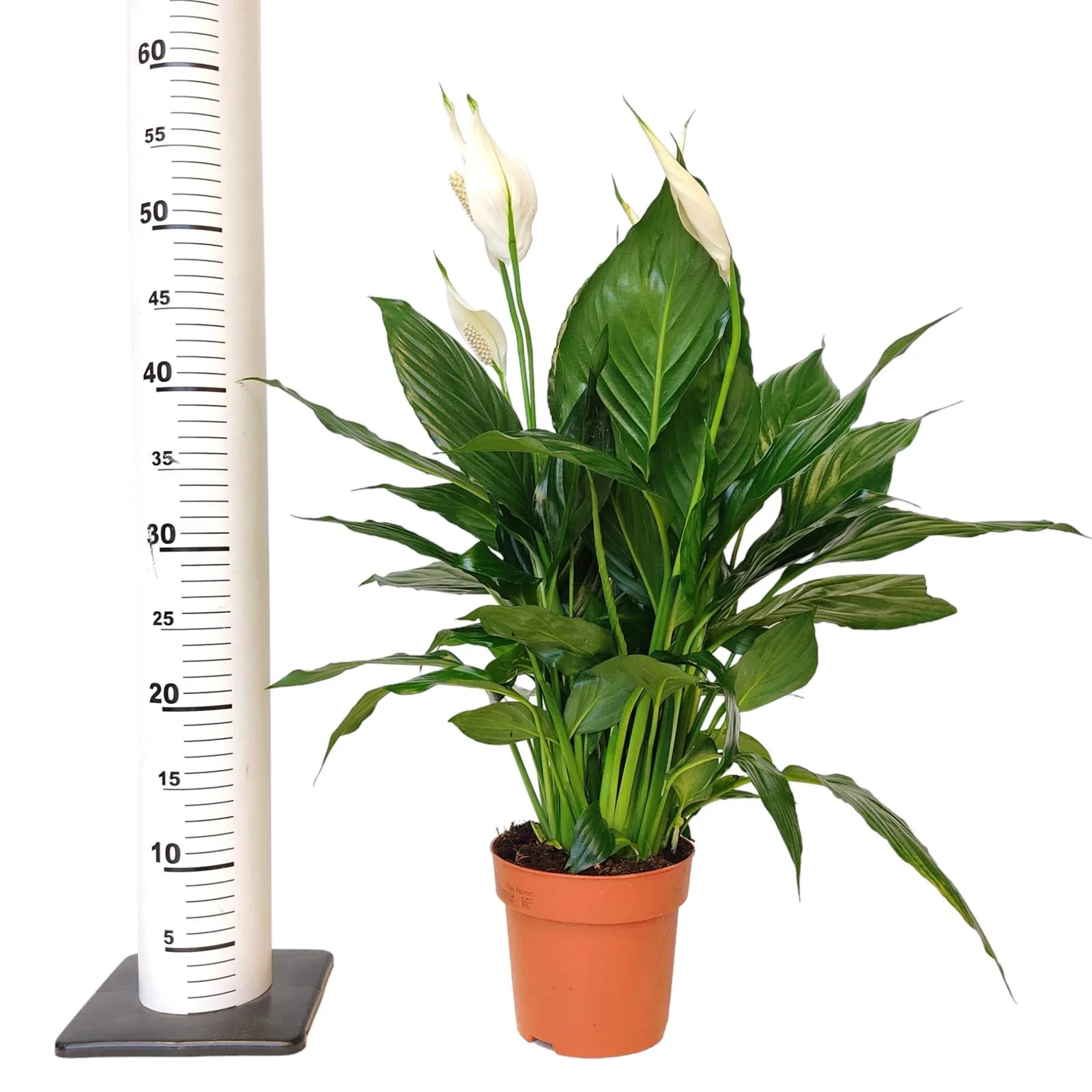 wysokość skrzydłokwiatu