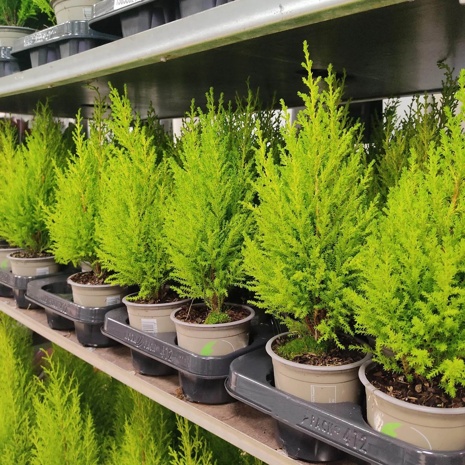 DRZEWKO ŚWIĄTECZNE