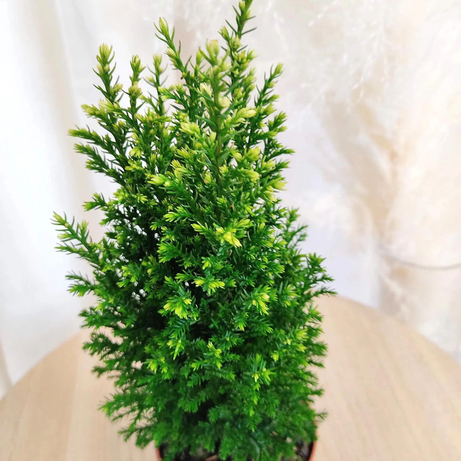 DRZEWKO JAKO OZDOBA ŚWIĄTECZNA