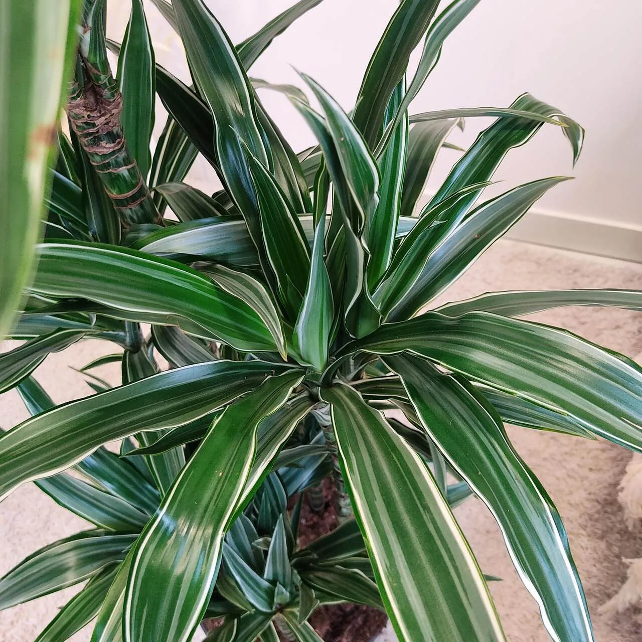 Dracena wonna (Dracaena fragrans 'Warnecki') 130cm - sklep KwiatyDonice.pl