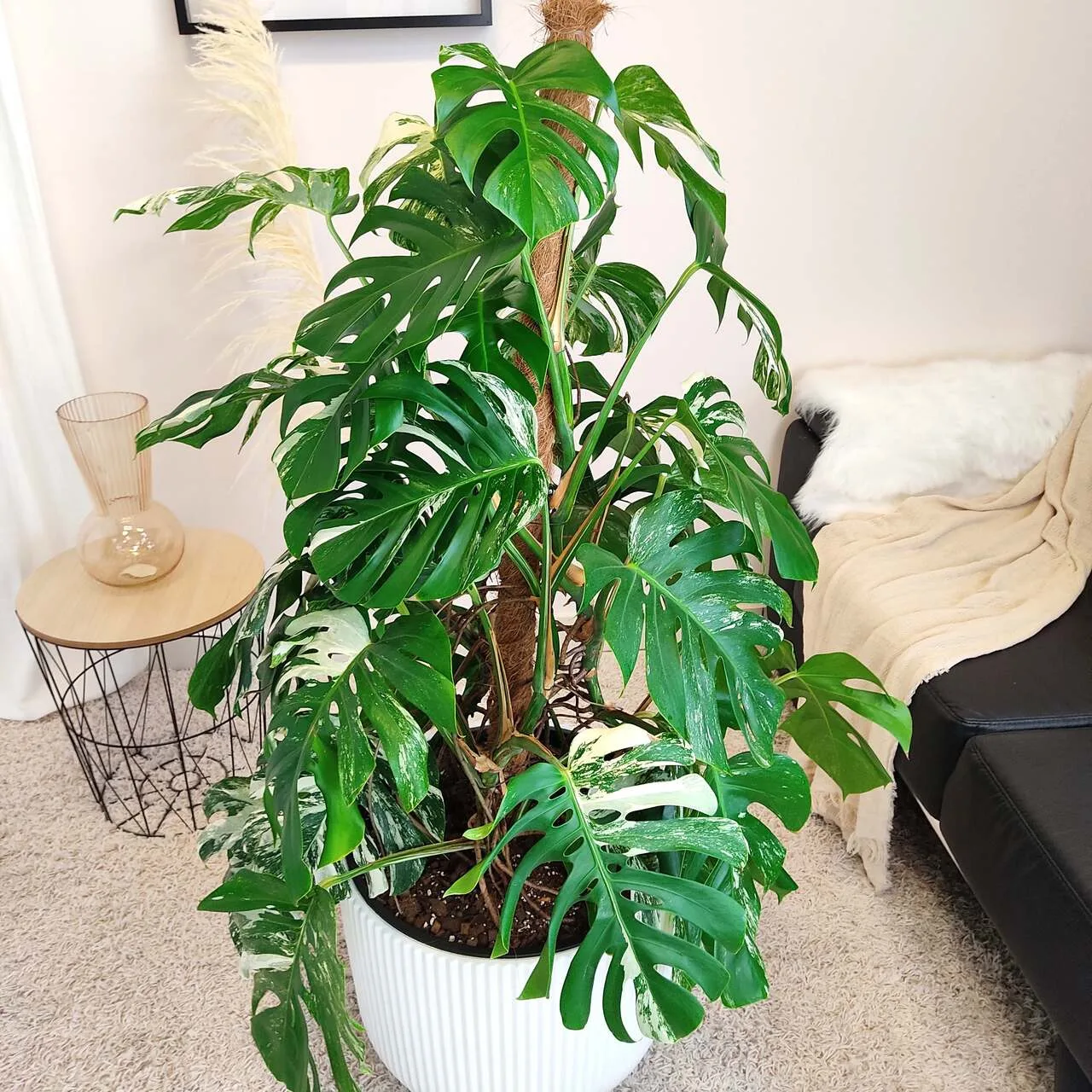 FILODENDRON MONSTERA VARIEGATA