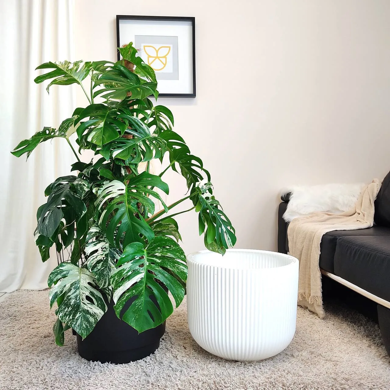 roślina do sypialni