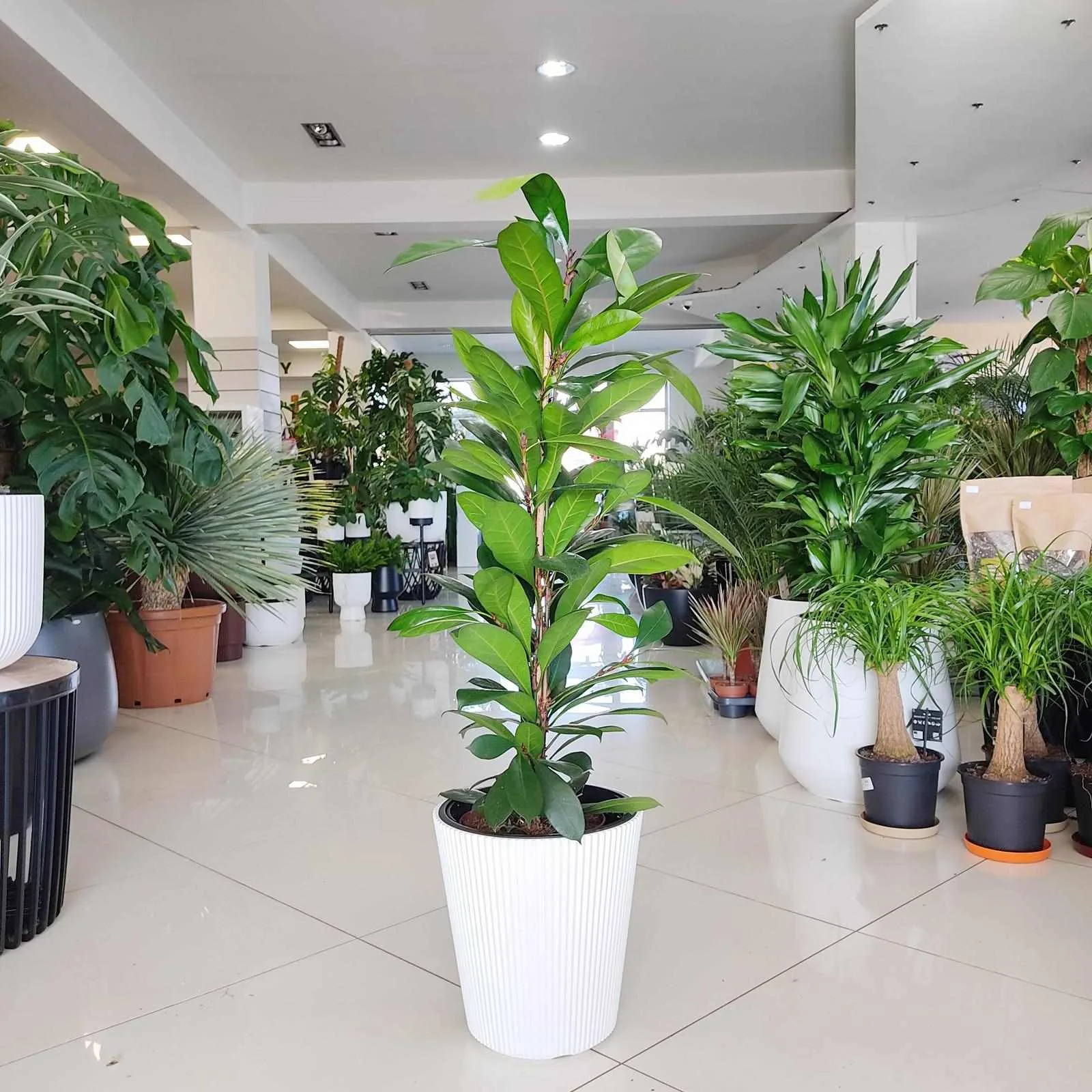 roślina do korytarza