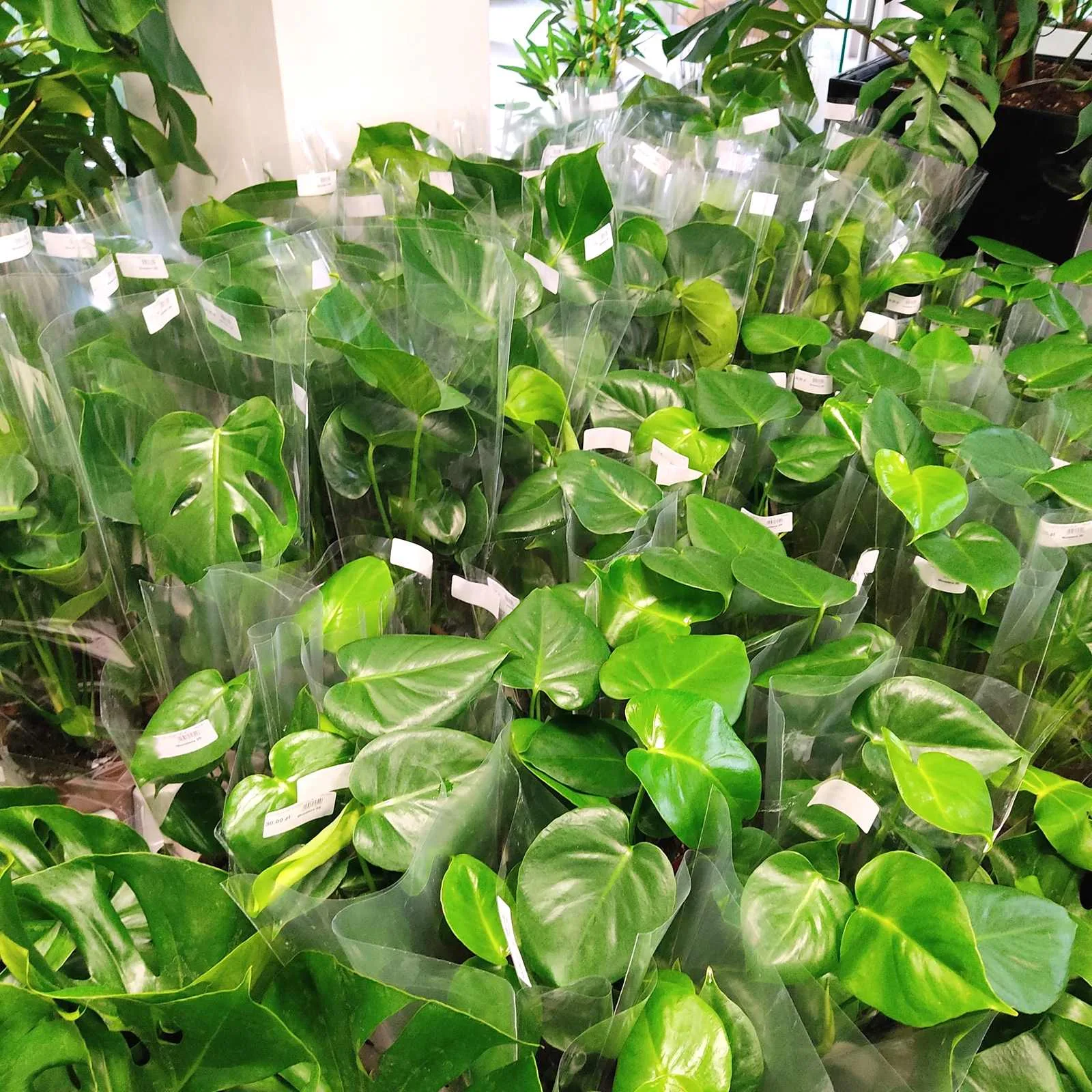 monstera bardzo duże dziury