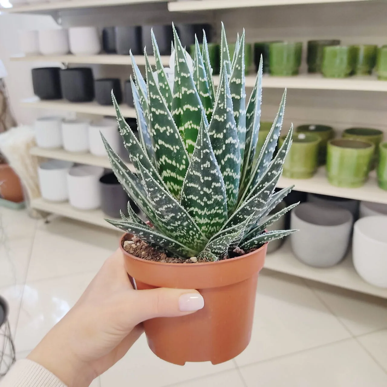 Aloes ocisty (Aloe aristata Tiki Tahi) 20cm - sklep KwiatyDonice.pl