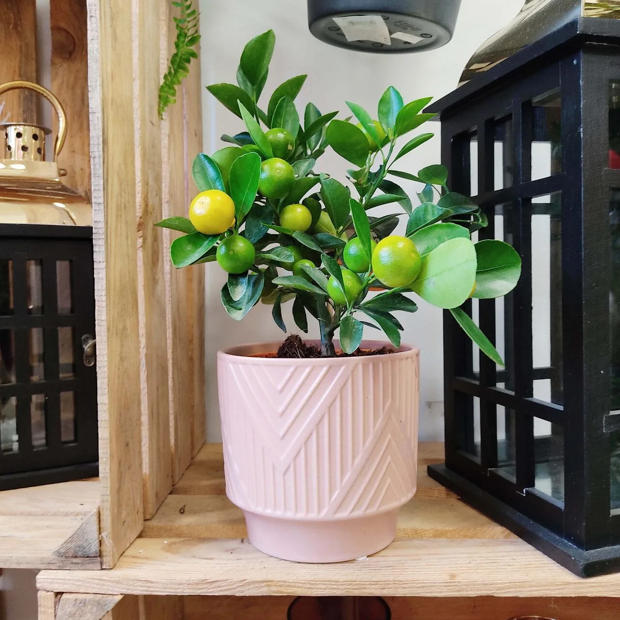 DRZEWKO CYTRYNOWE KALAOMNDYNA