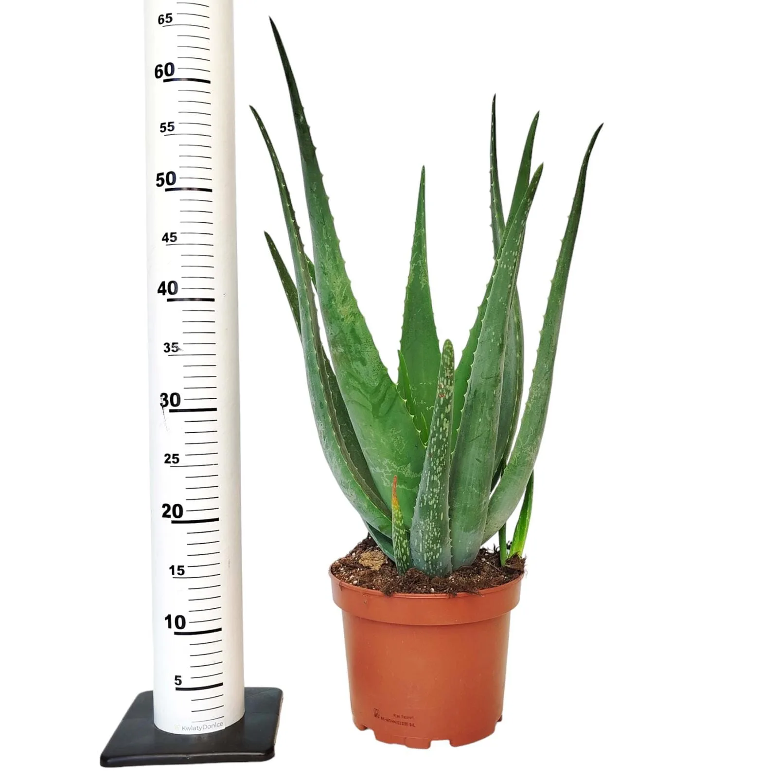 aloes