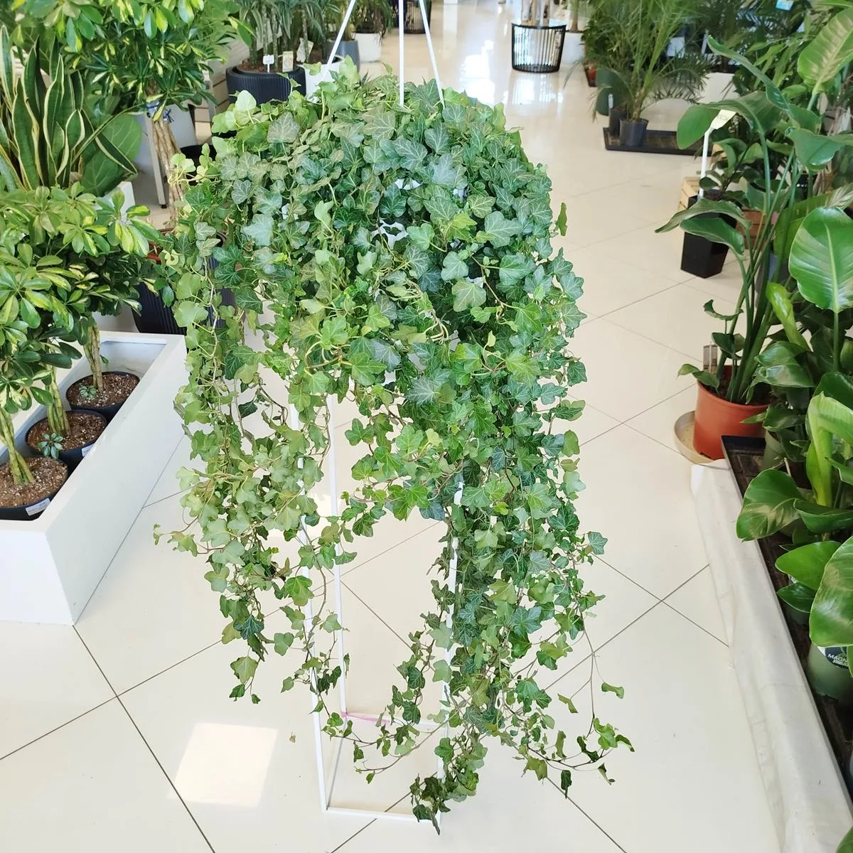 roślina do łazienki