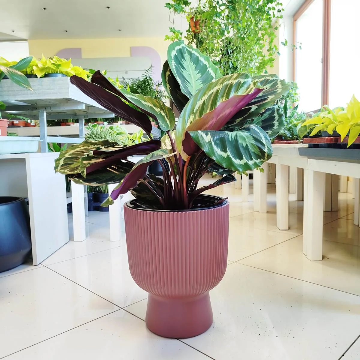 roślina do łazienki