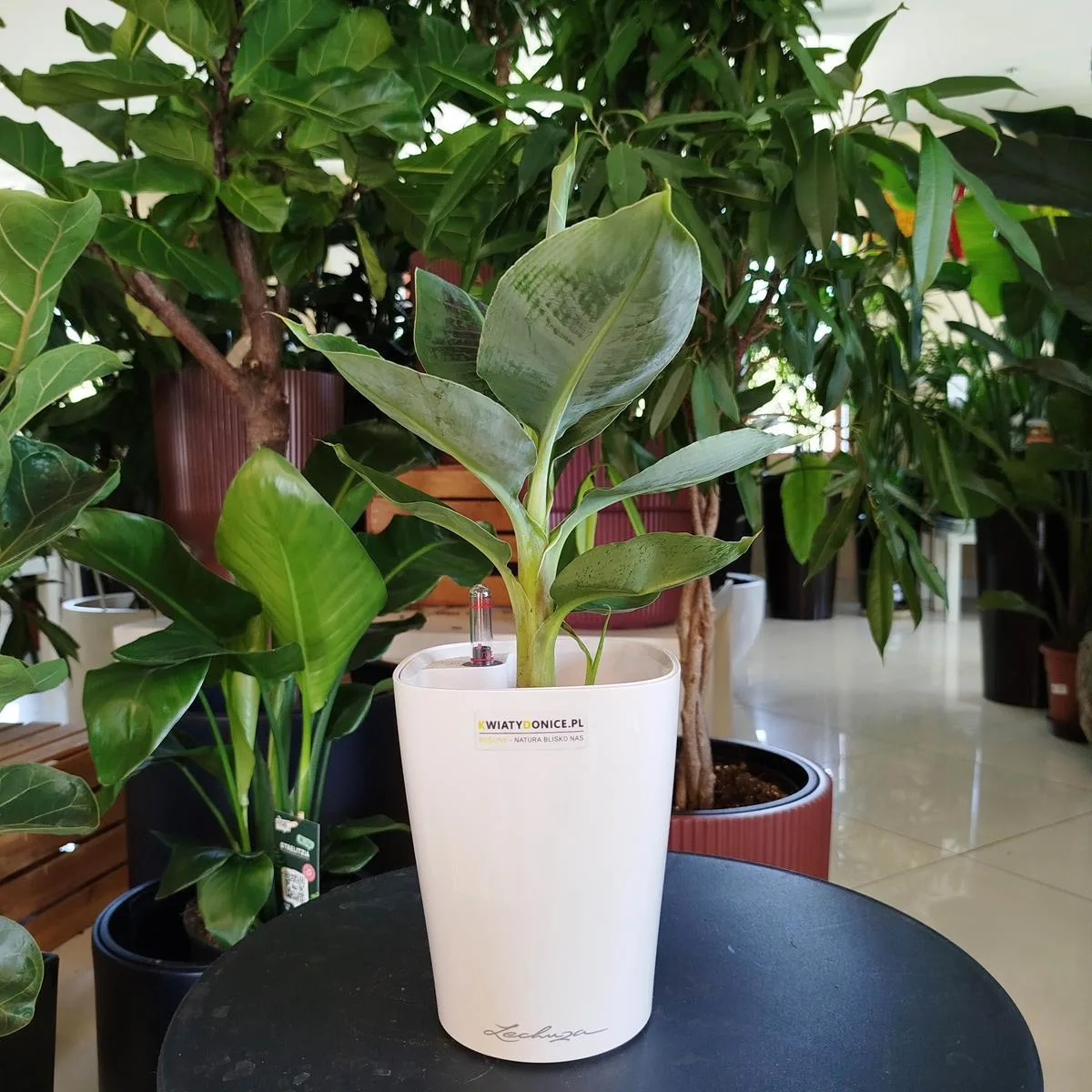 roślina do sypialni