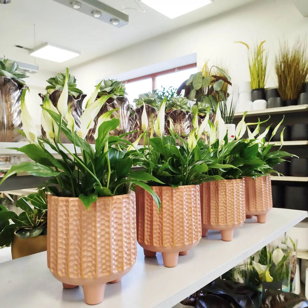 roślina do sypialni