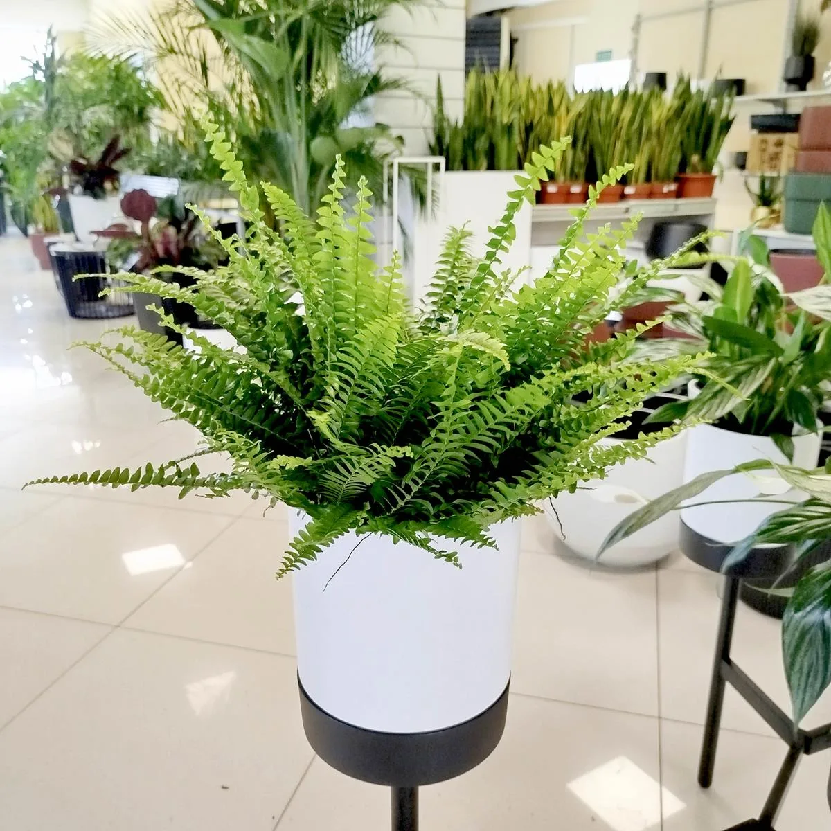 roślina do łazienki