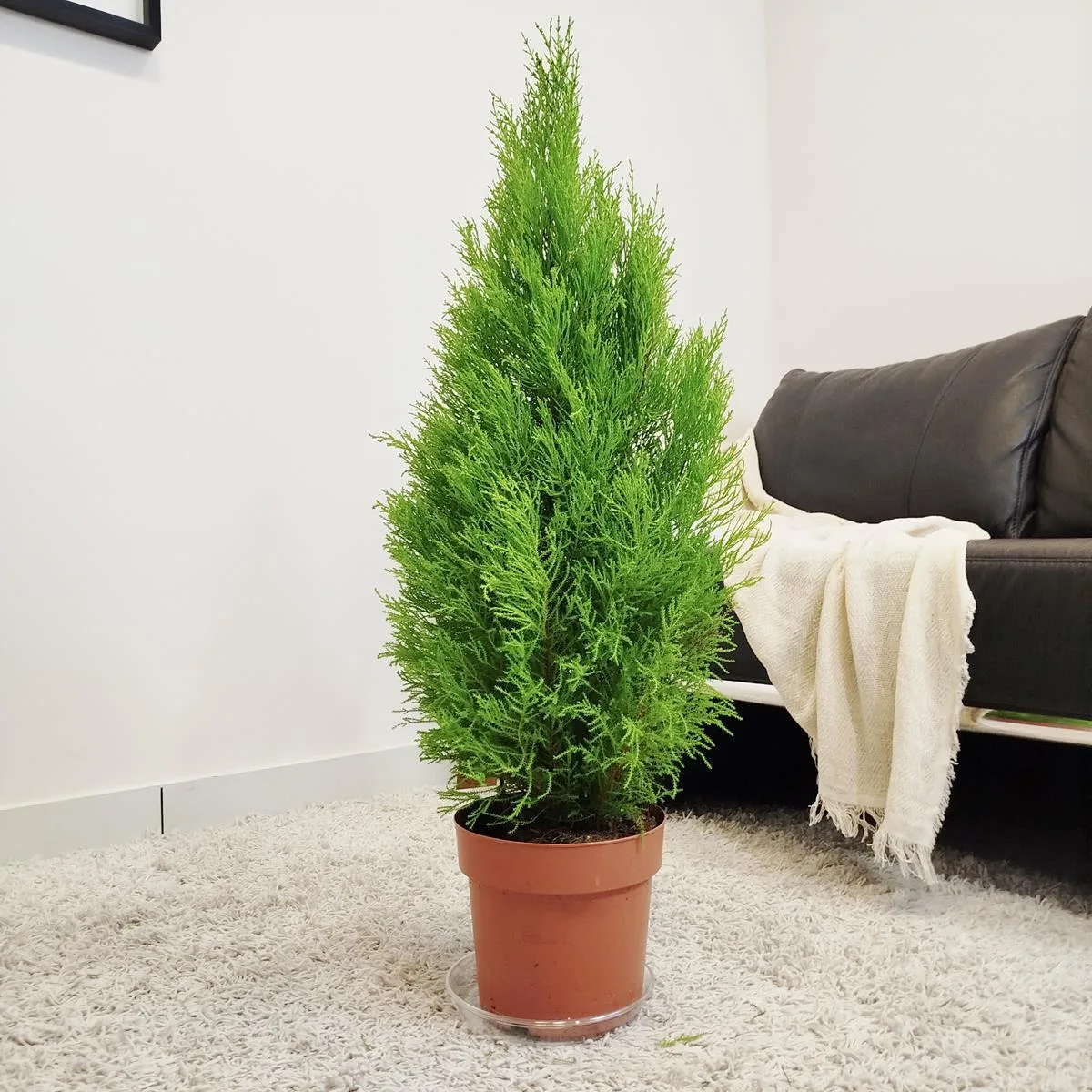 DRZEWKO ŚWIĄTECZNE